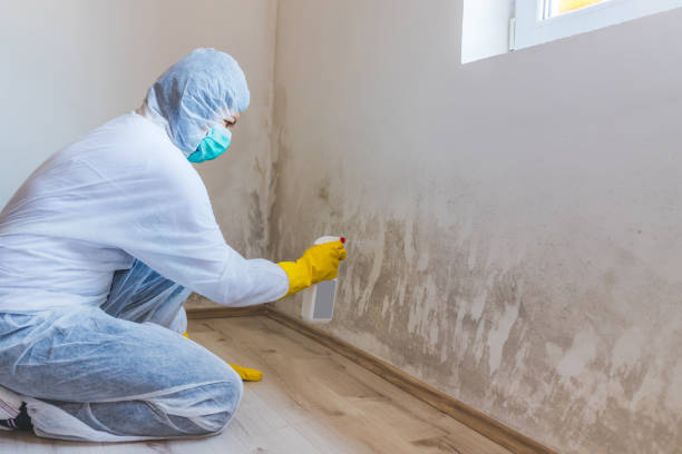 Licensed Mold Removal service in Sperryville, VA - WQB Mold Removal